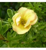 Potentilla fruticosa ´Double Punch ® Peach´