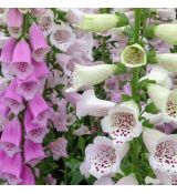 Digitalis ´Foxy Mix´
