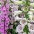 Digitalis ´Foxy Mix´