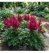 Astilbe x arendsii ´Astary Red´