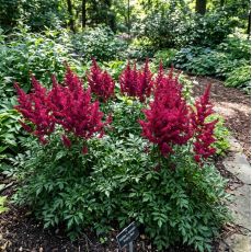 Astilbe x arendsii ´Astary Red´