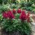 Astilbe x arendsii ´Astary Red´