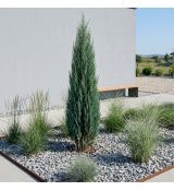 Juniperus Communis 'Hibernica'