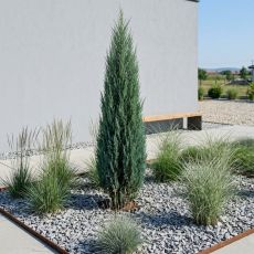 Juniperus Communis 'Hibernica'