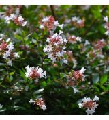 Abelia x grandiflora ´Prostrata´