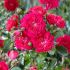Rosa ´Super Excelsa´