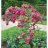 Rosa ´Super Excelsa´