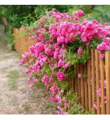 Rosa ´Super Excelsa´