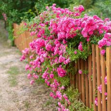 Rosa ´Super Excelsa´