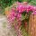 Rosa ´Super Excelsa´