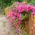 Rosa ´Super Excelsa´
