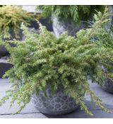Juniperus conferta ´Schlager´