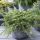 Juniperus conferta ´Schlager´