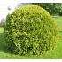 Thuja occidentalis 'Mirjam´