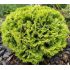 Thuja occidentalis 'Mirjam´