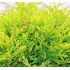 Thuja occidentalis 'Mirjam´