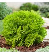 Thuja occidentalis 'Mirjam´