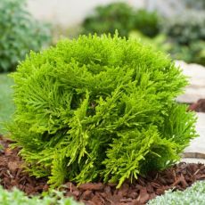Thuja occidentalis 'Mirjam´