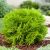 Thuja occidentalis 'Mirjam´