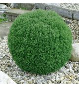 Thuja occidentalis ´Teddy´