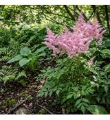 Astilbe x arendsii 'Bresingham Beauty'