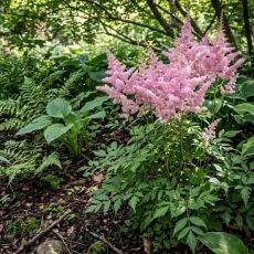 Astilbe x arendsii 'Bresingham Beauty'
