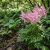 Astilbe x arendsii 'Bresingham Beauty'