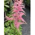 Astilbe x arendsii 'Bresingham Beauty'