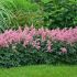 Astilbe x arendsii 'Bresingham Beauty'