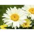 Leucanthemum maximum ´Western Star Leo Yellow´