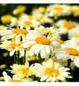 Leucanthemum maximum ´Western Star Leo Yellow´