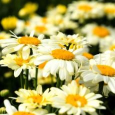Leucanthemum maximum ´Western Star Leo Yellow´