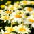 Leucanthemum maximum ´Western Star Leo Yellow´