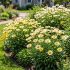 Leucanthemum maximum ´Western Star Leo Yellow´