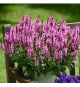 Salvia nemorosa ´Pink Nebula´®
