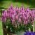 Salvia nemorosa ´Pink Nebula´®