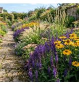 Salvia nemorosa ´Dark Matter´®