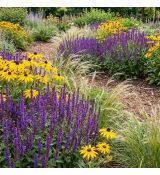 Salvia nemorosa ´Violet Queen´®