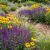 Salvia nemorosa ´Violet Queen´®