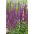 Salvia nemorosa ´Violet Queen´®