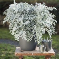 Senecio maritima