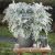 Senecio maritima
