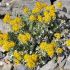 Senecio maritima