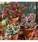 Gaultheria - Pernettya mucronata