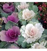 Brassica oleracea
