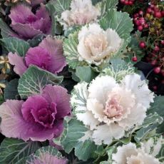 Brassica oleracea