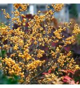 Ilex verticillata