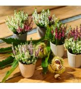 Calluna ´MIX´