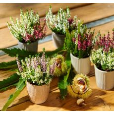 Calluna ´MIX´