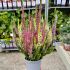 Calluna ´MIX´
